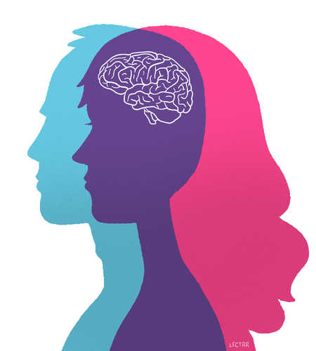 Male and female brain