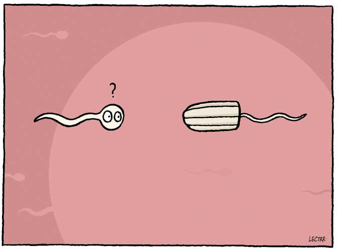 Spermatozoïde